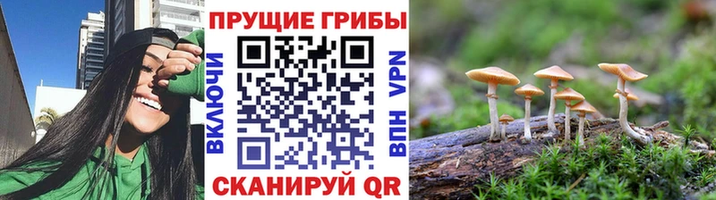 МЕГА онион Белокуриха Псилоцибиновые грибы Psilocybe